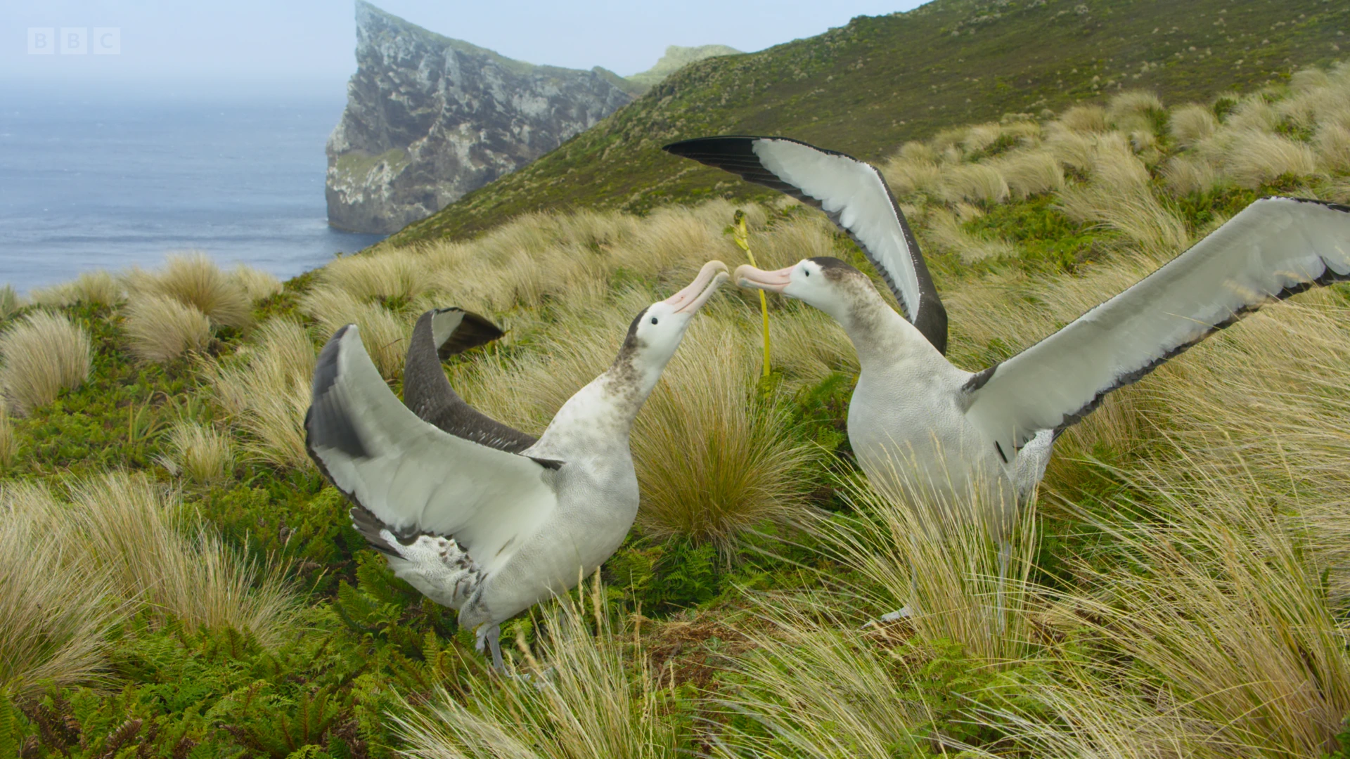 Antipodean albatross (Diomedea antipodensis) as shown in Frozen Planet II - Frozen South
